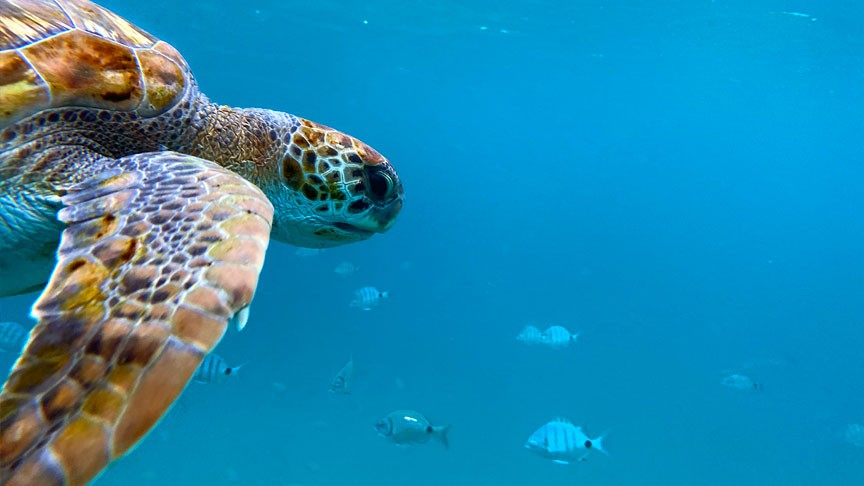 São Vicente Cabo Verde Turtles